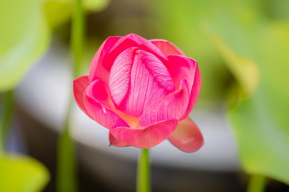 한림공원 연꽃축제