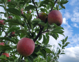 따봄농장문경사과