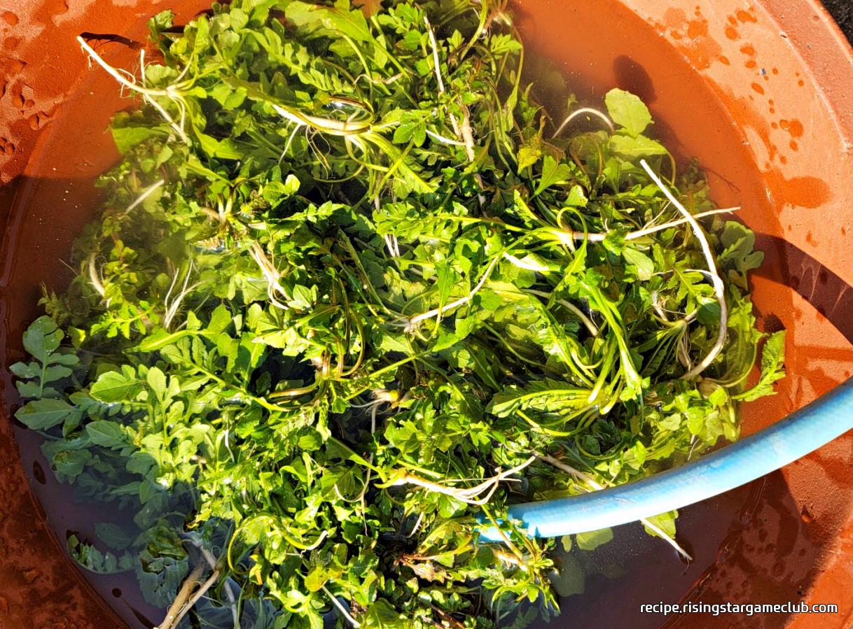 밭에서 채취한 냉이를 물에 씻는 사진