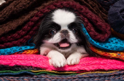 따뜻한 곳에 있는 개