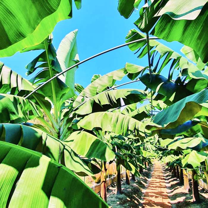 생방송오늘저녁 원주 바나나 열대작물 열대 과일 팜 카페