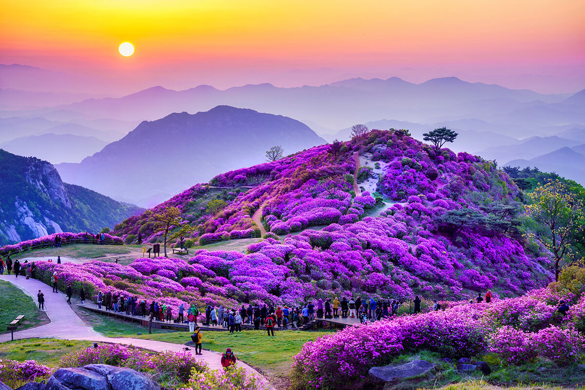 황매산 철쭉 축제 개화시기