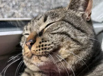 고양이 빗질의 빈도나 타이밍