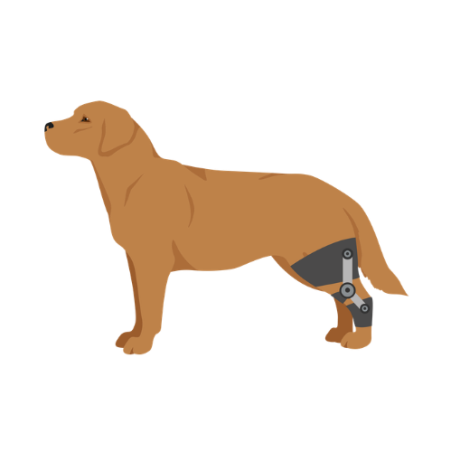 강아지 십자인대 파열 수술 안 하면 어떻게 될까?