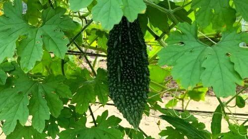 여주-과실-미숙과-종지-어린순-효능