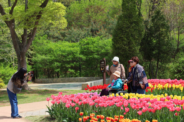 부천 백만송이장미원 축제 일정과 관람 꿀팁 총정리