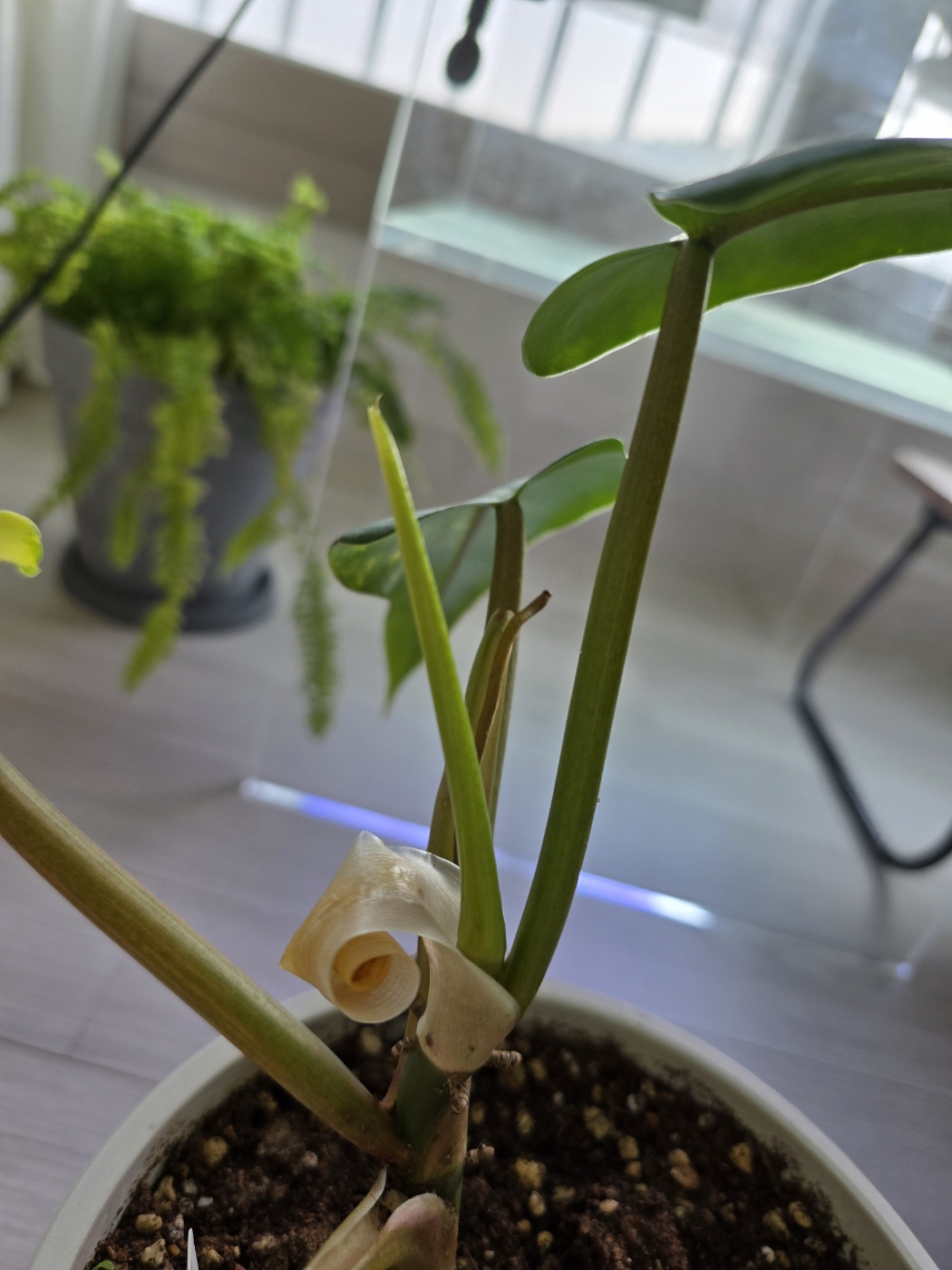 새잎도 건강하게 잘 자라는 중이에요