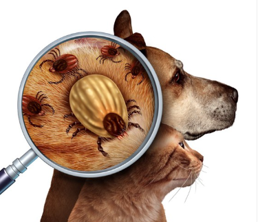 개와 고양이의 진드기.