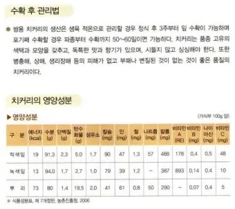 치커리 재배 쓴맛 줄이기 차광 요령 물 관리_13