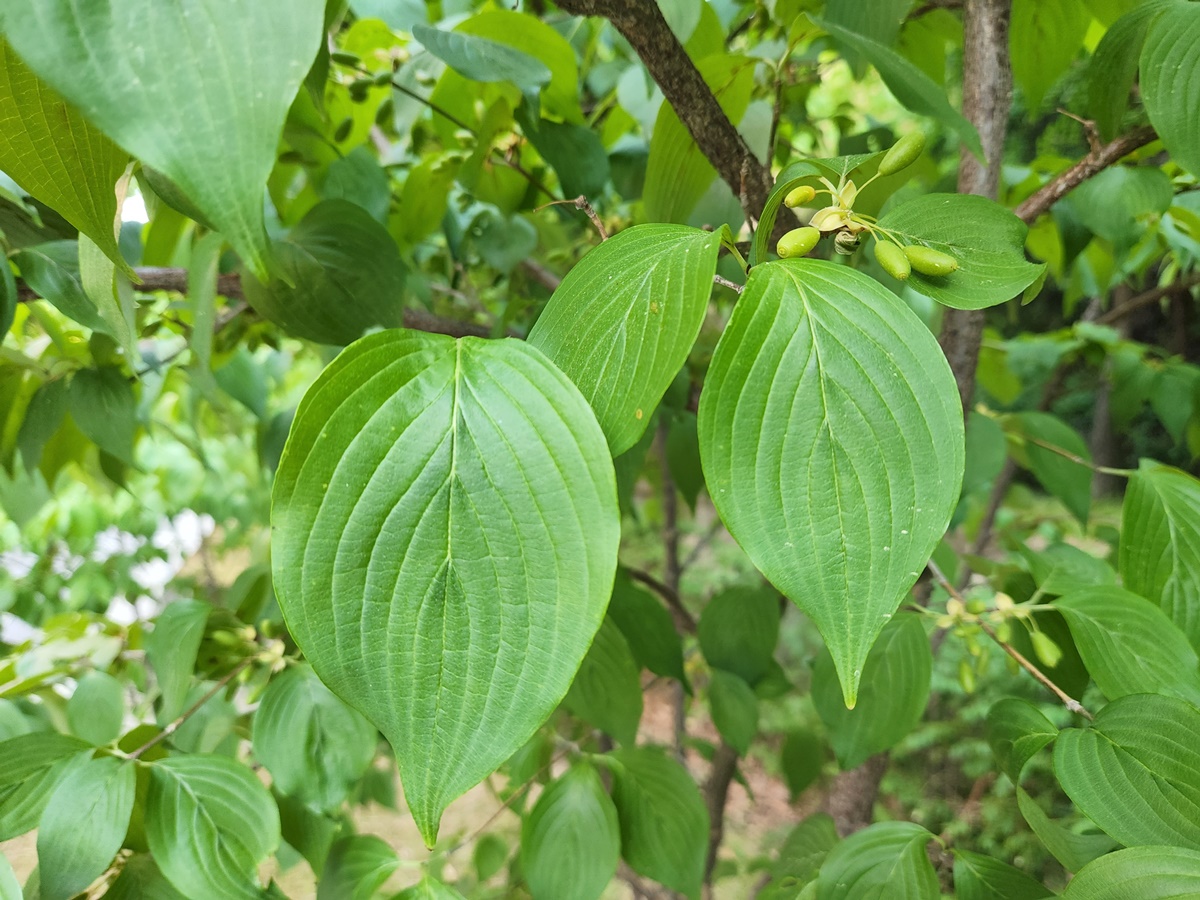 산수유