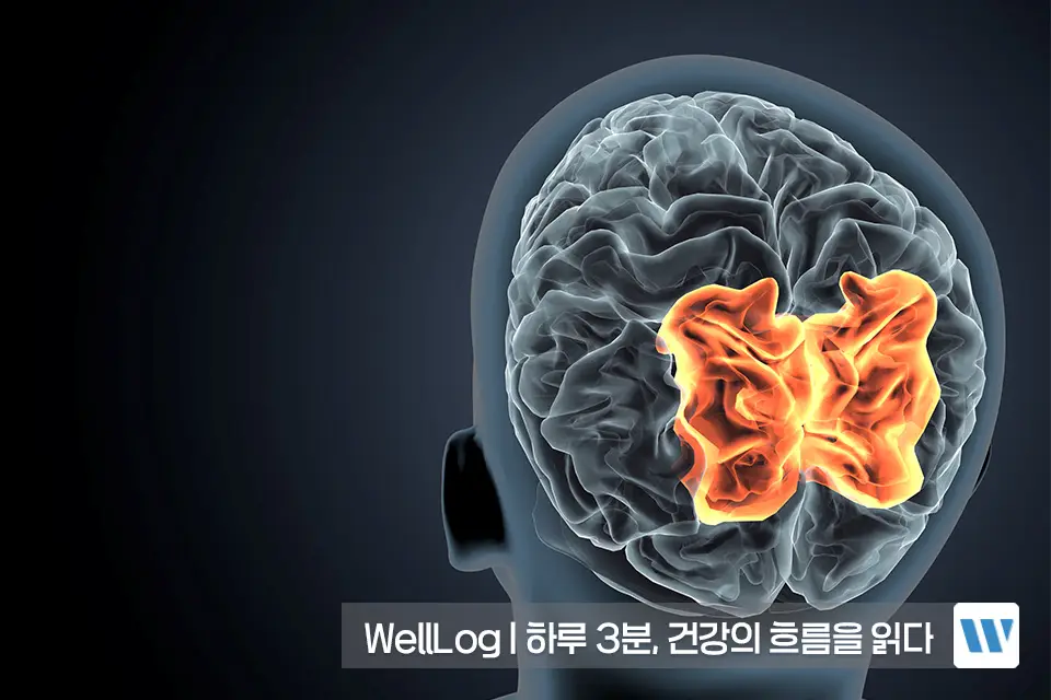 포스파티딜세린 효능 복용법 부작용 하루권장량