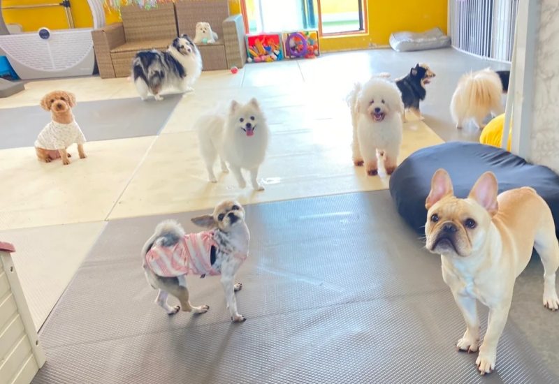 애견호텔에서 토토사진