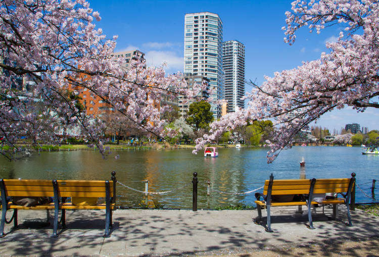 우에노공원 벚꽃 축제