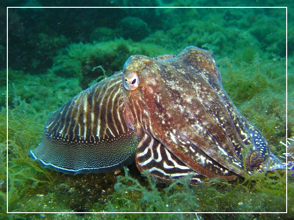 오징어는 어떤 해산물인가요?