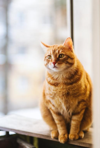 고양이스트레스