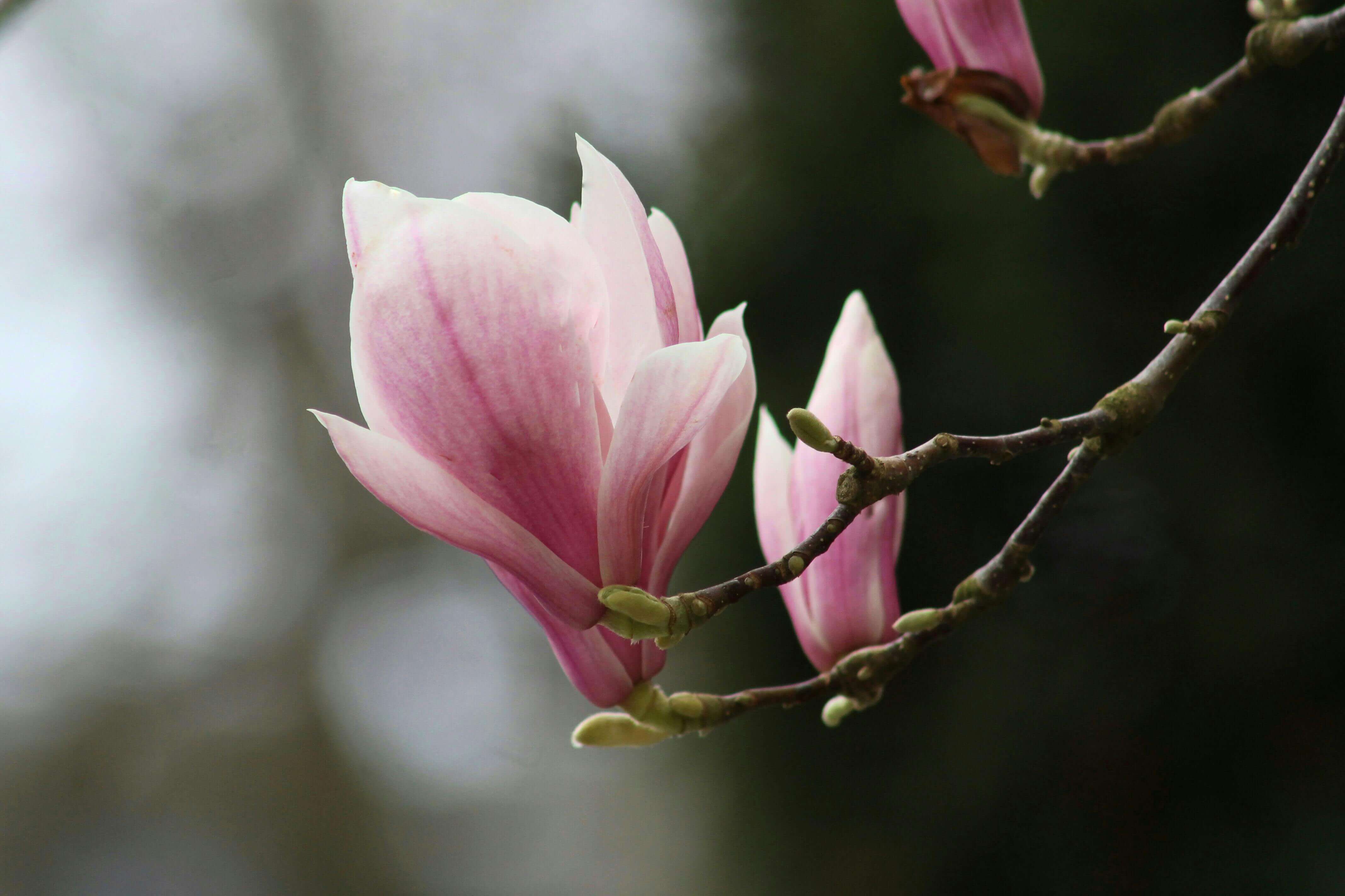 춘곤증 원인과 해결 방법&amp;#44; 봄철 피로가 계속되는 이유