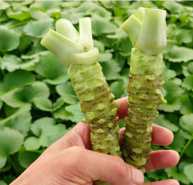 6시내고향-철원-고추냉이