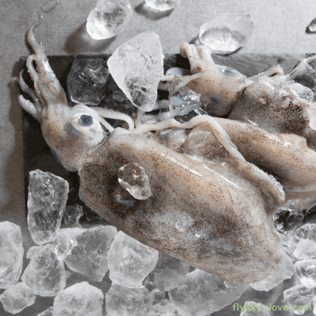 타우린이 풍부한 오징어 먹물