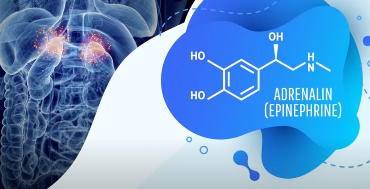 아드레날린 호르몬 분비