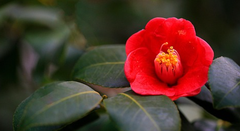 서천 동백꽃 주꾸미축제