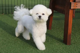 비숑 프리제 분양가격 종류 미니비숑 성격_20