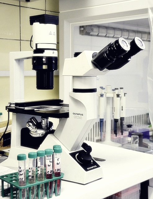 신라젠 주가분석