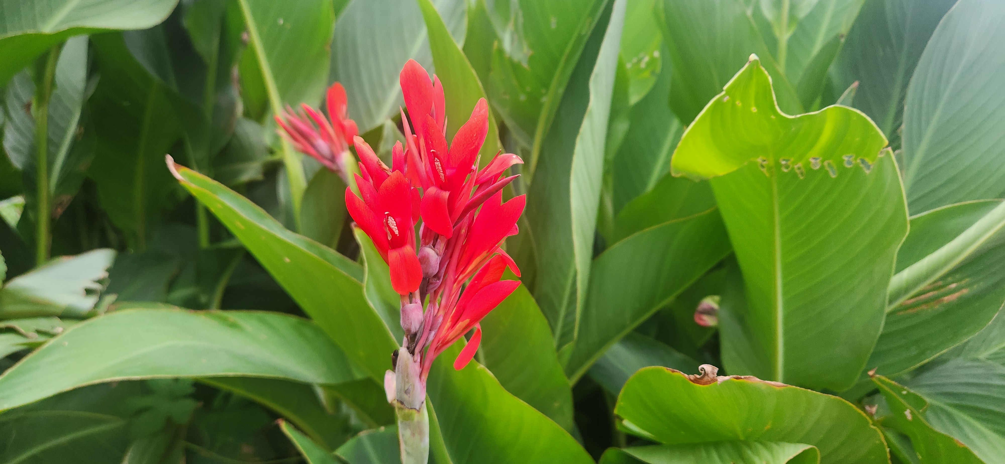 붉은 칸나꽃이 활짝 핀 모습