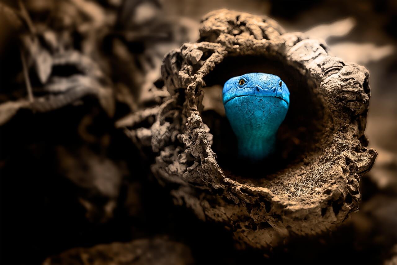 2025년 하반기 뱀띠 운세