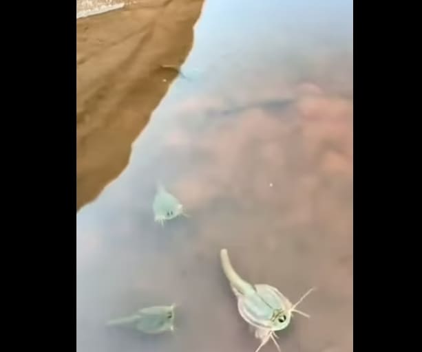 5억 5천만 년 부터 공룡들과 함께 살던 '살아있는 화석' 발견 VIDEO:Living Fossils in the Arizona Desert / Dinosaur Shrimp