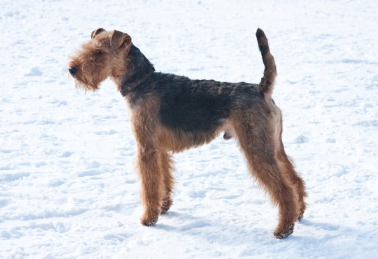 눈 위에 서 있는 웰슈테리어.