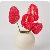 안스리움 관리법 알아보기