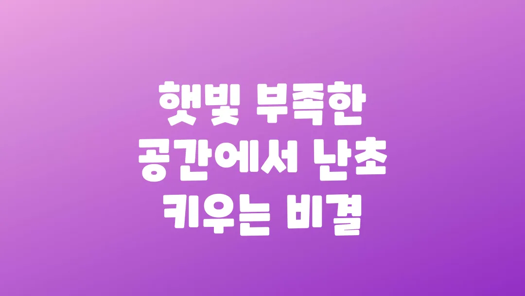 햇빛 부족한 공간에서 난초 키우는 비결