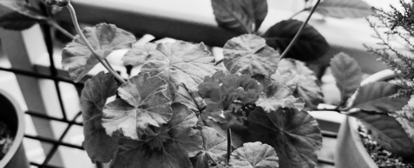 제라늄 물주기 (여름)