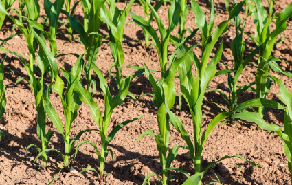 6월 텃밭 작물 추천 옥수수