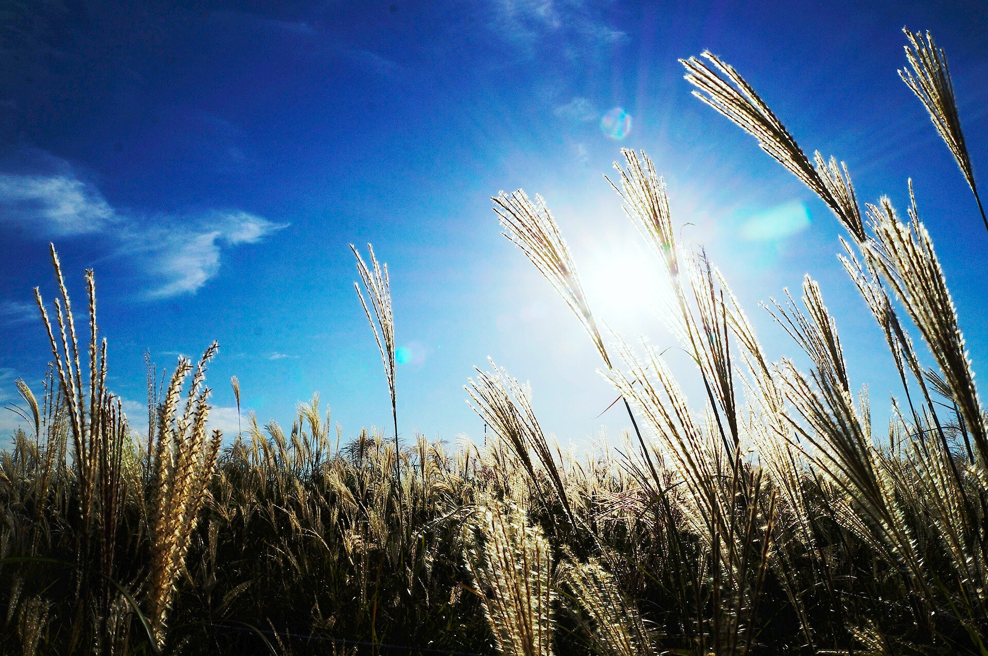 갈대 관련 사진