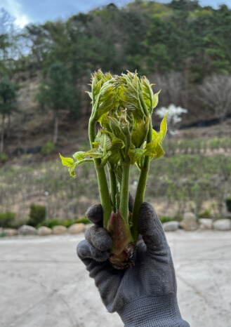 생방송투데이 이 주의 장바구니 강원도 평창 참두릅 365삼 구입 주문방법 산양삼, 오가피순, 명이나물, 고들빼기, 산더덕, 솔순, 도라지, 땅두릅
