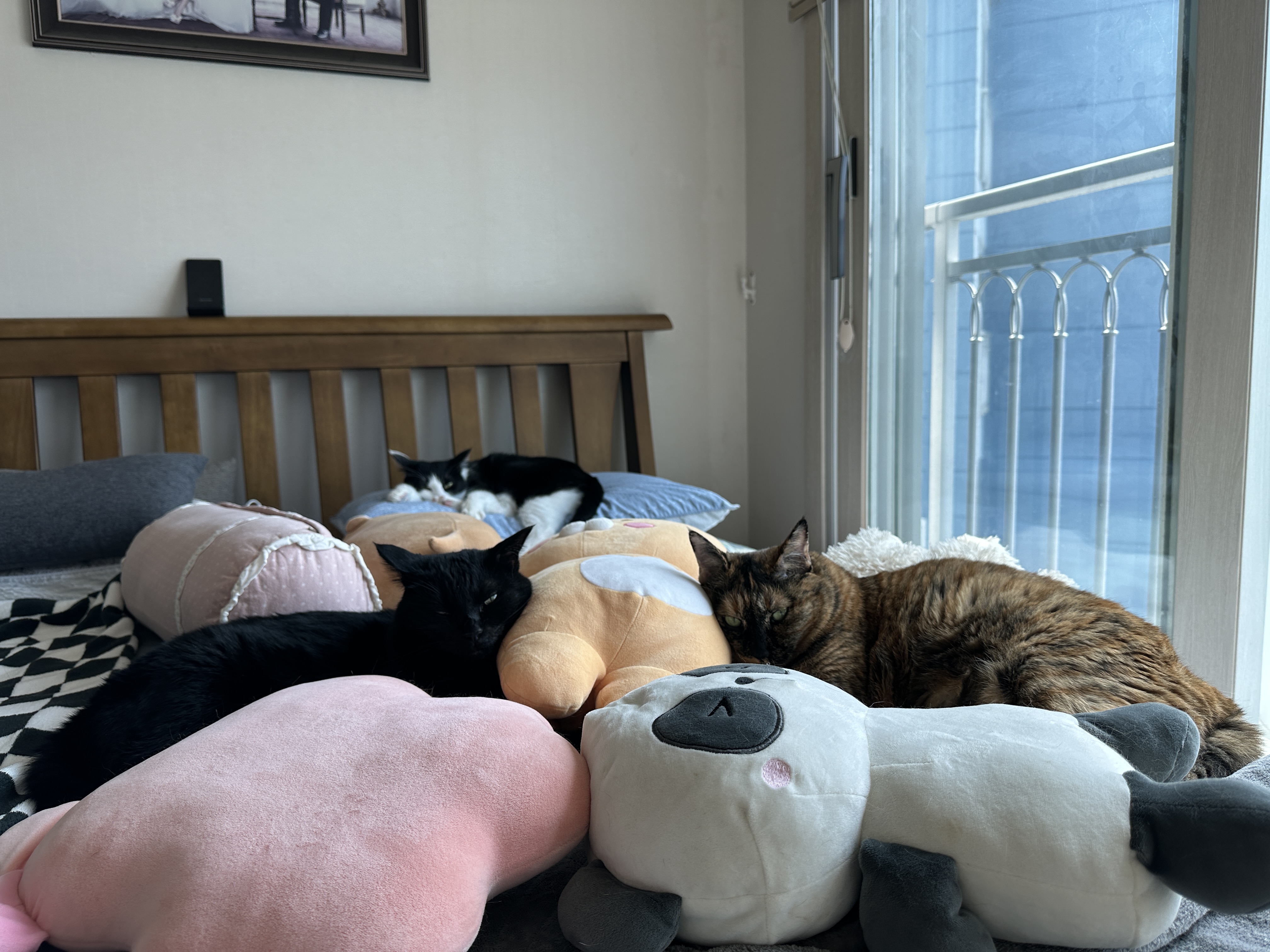 사이좋은_고양이_건이와_사랑이_그리고_두리