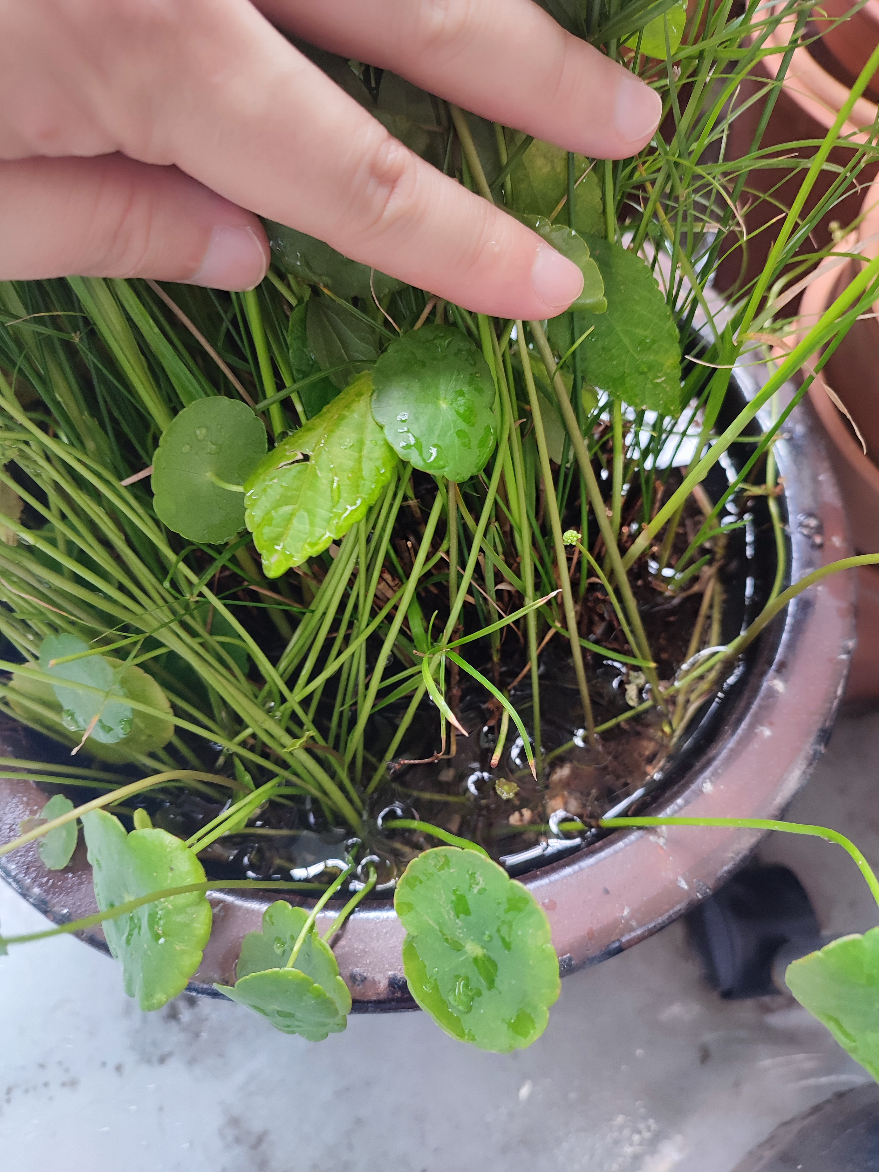 시페루스 화분에 더부살이 중인 워터코인