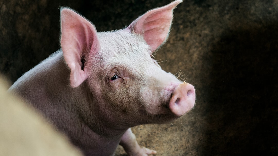 Pig
