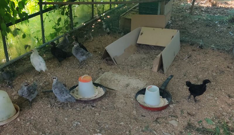 닭장속 조금 커져서 검정색으로 변한 병아리들