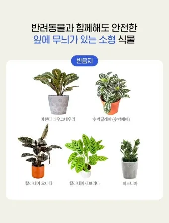 반려동물 안전 실내 식물선택 독성체크 배치높이 관리 간단 가이드_8