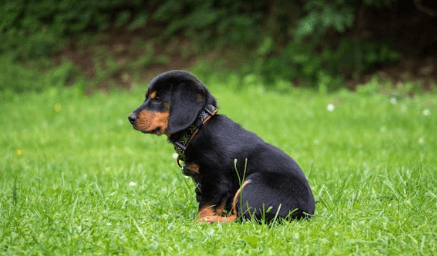 반려견 무료분양