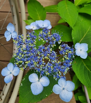 경기 광주 화담 숲