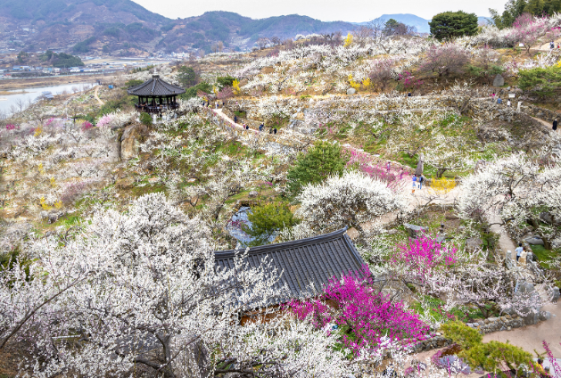 봄꽃 기차여행 (벚꽃기차)코스 및 금액 정리