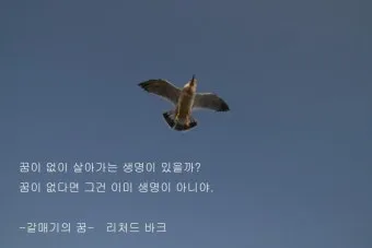 갈매기의 꿈 줄거리 자기초월 우화 리처드 바크_10