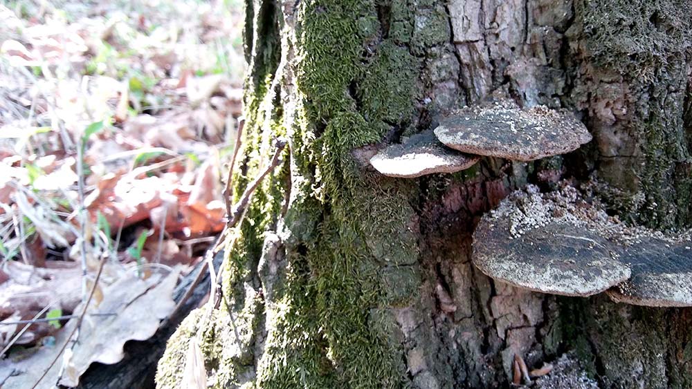 서울둘레길(SeoulDullegil) 4-2코스 대모산&middot;우면산 '버섯'