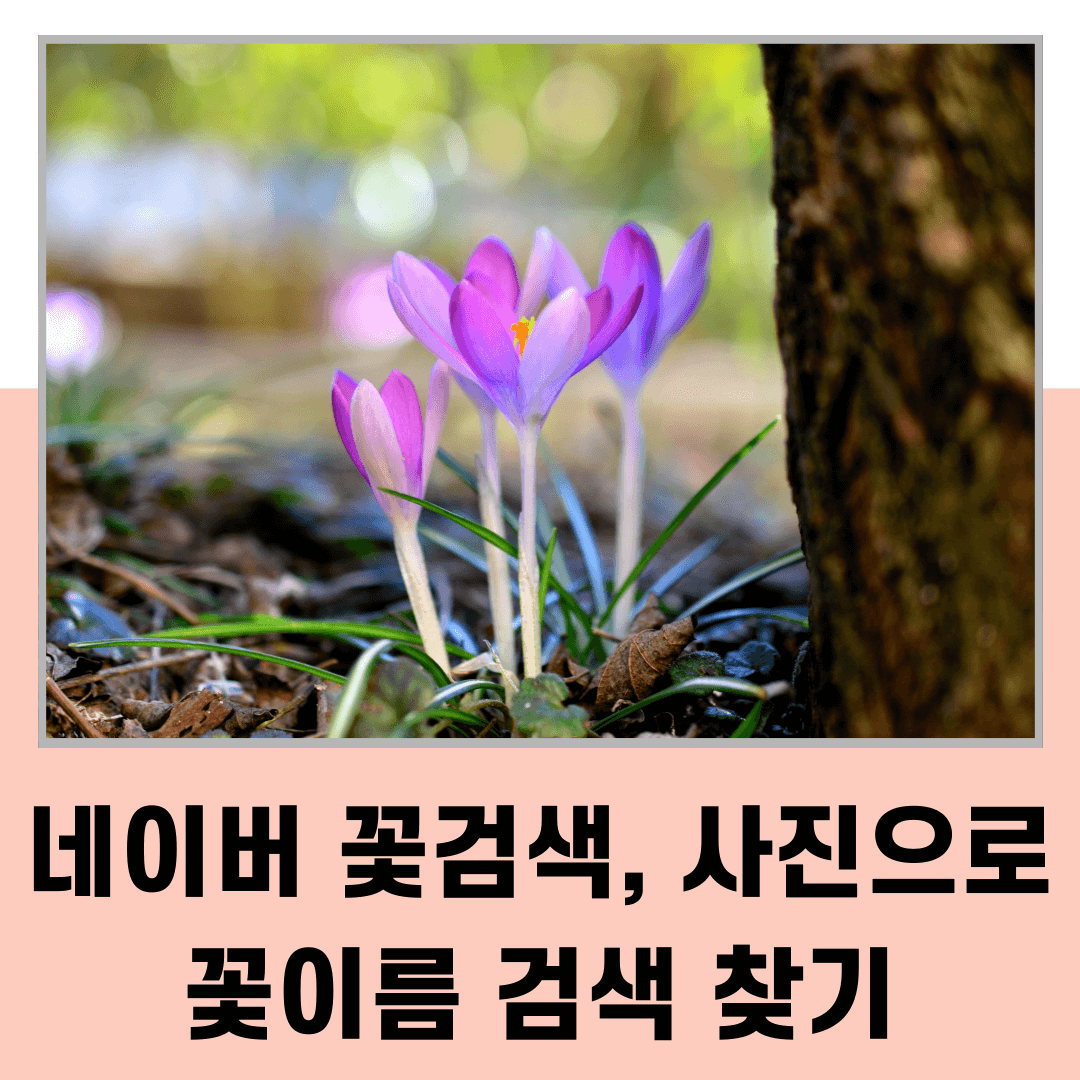 네이버 꽃검색, 사진으로 꽃이름 검색 찾기