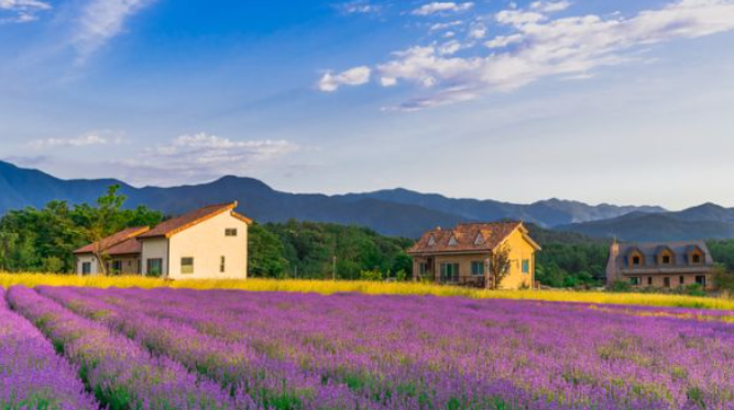 2024 고성 하늬라벤더팜 라벤더 농장 축제 입장료 개화 주차장