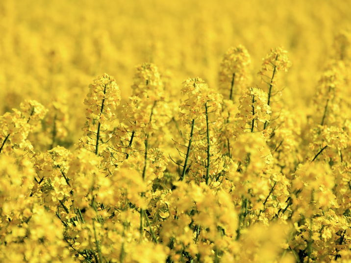 창녕 낙동강 유채축제