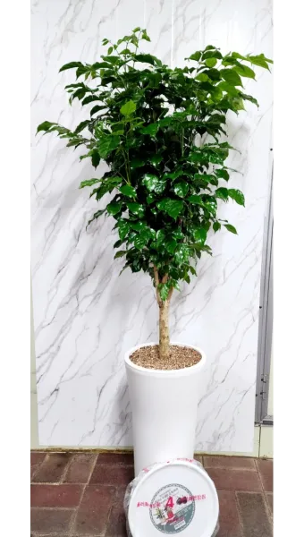 녹보수 물주기 광량관리 환기요령 비료주기 침실 거실 추천_12